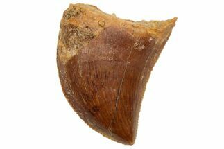 Serrated, Juvenile Carcharodontosaurus Tooth #233082