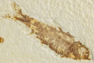 Fossil Fish (Knightia) - Green River Formation #233126