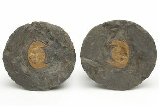 Orange Declivolithus Trilobite (Pos/Neg) - Mecissi, Morocco #233374