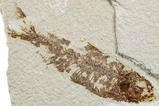 Fossil Fish (Knightia) - Green River Formation #233109