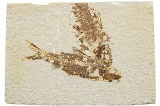 Fossil Fish (Knightia) - Green River Formation #233115