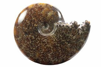 Polished Ammonite (Cleoniceras) Fossil - Madagascar #233482