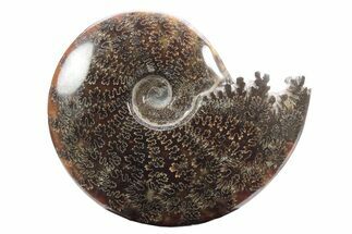 Polished Ammonite (Cleoniceras) Fossil - Madagascar #233486
