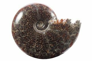 Polished Ammonite (Cleoniceras) Fossil - Madagascar #233488