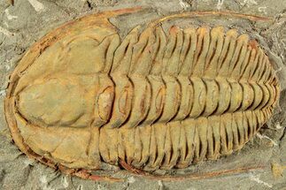 Cambrian Trilobite (Hamatolenus) - Tinjdad, Morocco #233471