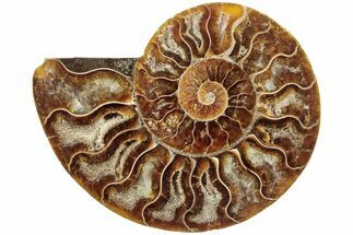 Cut & Polished Ammonite Fossil (Half) - Madagascar #233537
