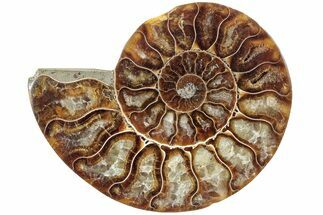 Cut & Polished Ammonite Fossil (Half) - Madagascar #233559