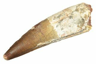 Fossil Spinosaurus Tooth - Beautiful Enamel Preservation #233755