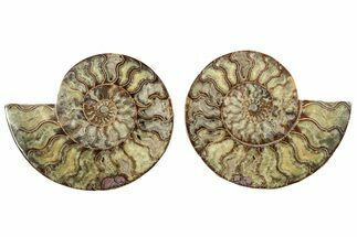 Cut & Polished, Agatized Ammonite Fossil - Madagascar #233780