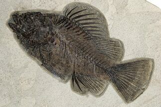 Beautiful Fossil Fish (Priscacara) - Positive/Negative #233892