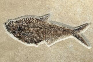Beautiful Fossil Fish (Diplomystus) - Wyoming #233863