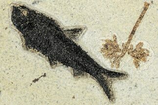 Detailed Fossil Fish (Knightia) with Monocot Flower - Wyoming #233901
