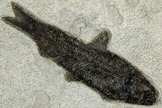 Detailed Fossil Fish (Knightia) - Wyoming #233906