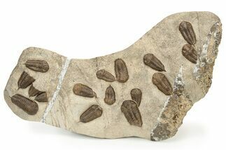 Cluster Of Ordovician Trilobites (Sokhretia?) - Erfoud, Morocco #233898