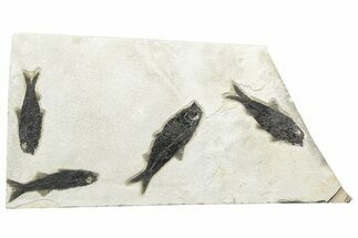 Multiple Fossil Fish (Mioplosus & Knightia) Plate - Wyoming #233914