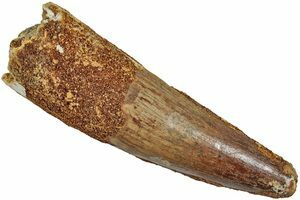 carnotaurus tooth for sale