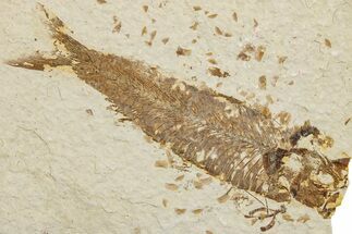 Fossil Fish (Knightia) - Wyoming #233148