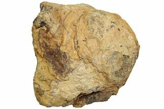 Fossil Dinosaur Bone Section - Wyoming #233820