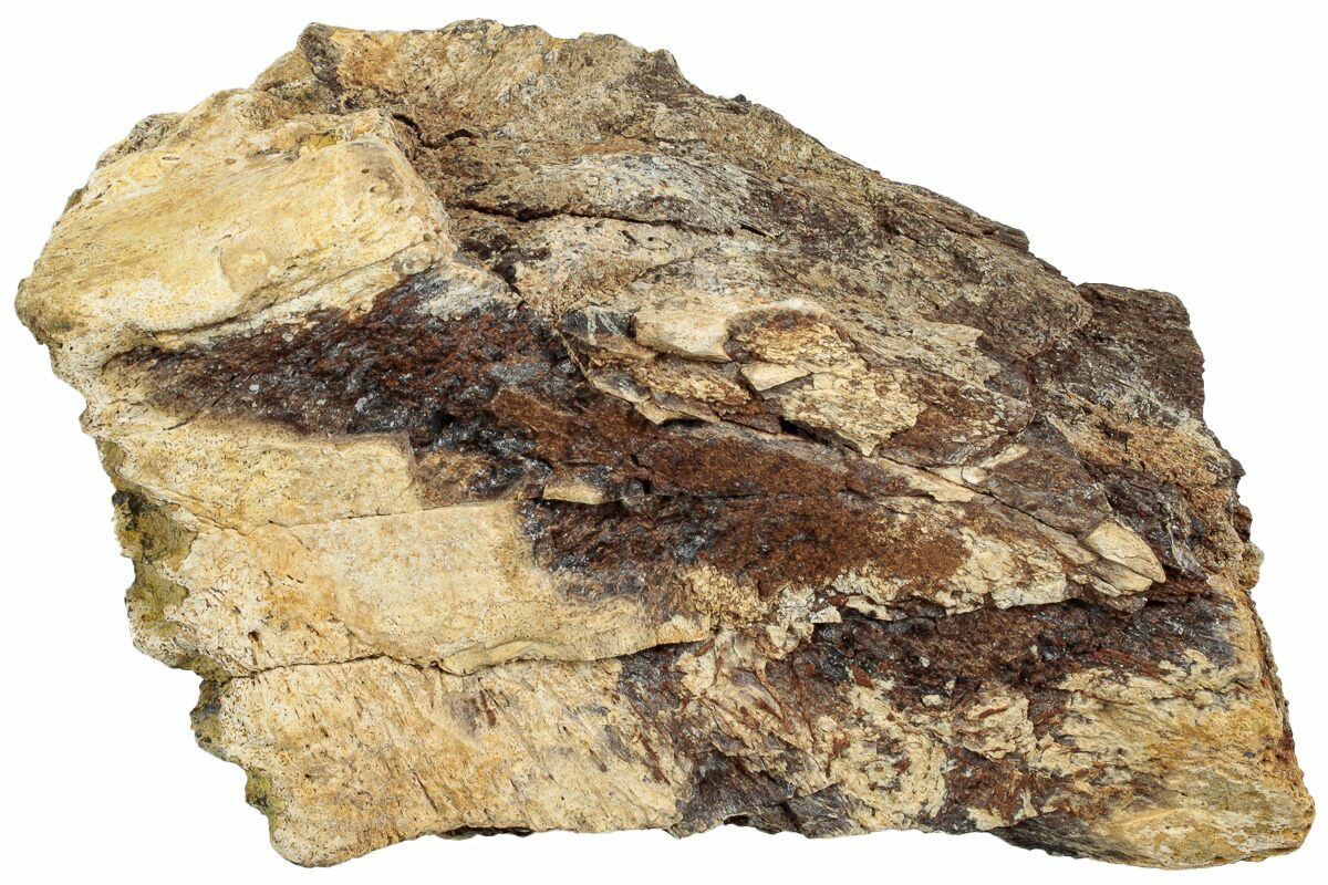 3.6" Fossil Dinosaur Bone Section - Wyoming (#233821) For Sale ...