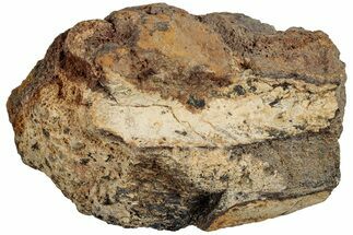 Fossil Dinosaur Bone Section - Wyoming #233825