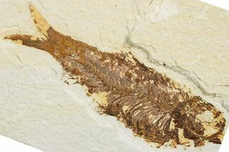 Fossil Fish (Knightia) - Green River Formation #233157
