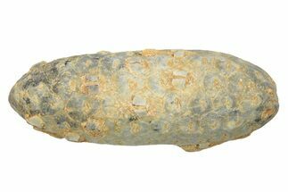 Fossil Seed Cone (Or Aggregate Fruit) - Morocco #234159