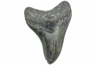 Serrated, Fossil Megalodon Tooth - South Carolina #233999