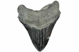 Serrated, Fossil Megalodon Tooth - South Carolina #234000