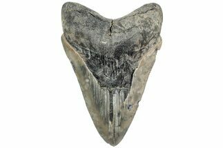 Serrated, Fossil Megalodon Tooth - South Carolina #234036