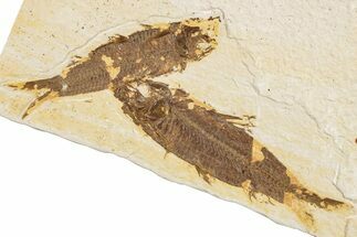 Two Detailed Fossil Fish (Knightia) - Wyoming #234199
