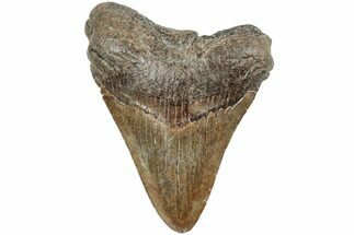 Serrated, Fossil Megalodon Tooth - South Carolina #234092