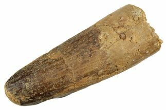 Fossil Spinosaurus Tooth - Real Dinosaur Tooth #234280