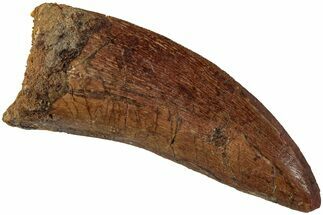 Serrated, Carcharodontosaurus Tooth - Real Dinosaur Tooth #234256
