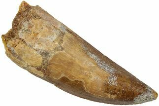 Serrated, Carcharodontosaurus Tooth - Real Dinosaur Tooth #234259