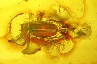 Detailed Fossil Beetle (Coleoptera) in Baltic Amber #234401
