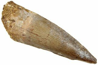 Fossil Spinosaurus Tooth - Real Dinosaur Tooth #234308
