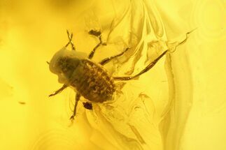 Fossil Aphid (Sternorrhyncha) In Baltic Amber #234465