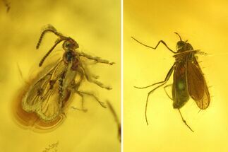 Fossil Fly (Diptera) & Sawfly (Hymenoptera) In Baltic Amber #234467