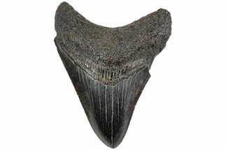 Serrated, Fossil Megalodon Tooth - South Carolina #234097