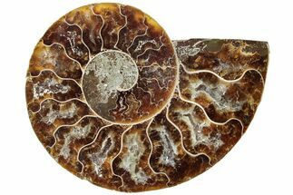 Cut & Polished Ammonite Fossil (Half) - Madagascar #234441