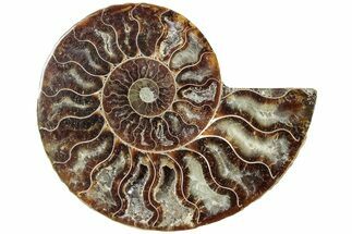 Cut & Polished Ammonite Fossil (Half) - Madagascar #234452