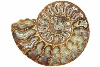 Cut & Polished Ammonite Fossil (Half) - Madagascar #234453