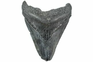 Bargain, Fossil Megalodon Tooth - South Carolina #234186