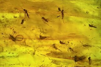 Fossil Fly Swarm (Diptera) In Baltic Amber #234490