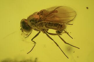 Detailed Fossil Fly (Dolichopodidae) In Baltic Amber #234491