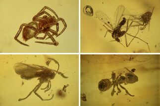 Detailed Fossil Ant, Flies, Spider, and Larva in Baltic Amber #234560