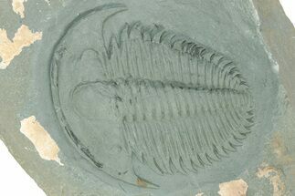 Lower Cambrian Trilobite (Termierella) - Issafen, Morocco #234552