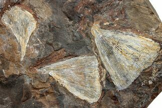 Three Fossil Ginkgo Leaves From North Dakota - Paleocene #234588