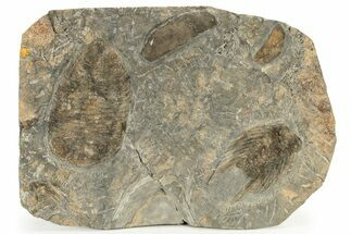 Eudolalites with Selenopeltis Trilobites and a Machaeridian #234626