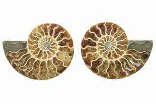 Cut & Polished, Agatized Ammonite Fossil - Madagascar #234427
